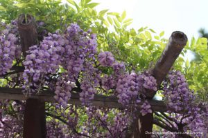 Wisteria on a pergola in the Japanese Friendship Garden