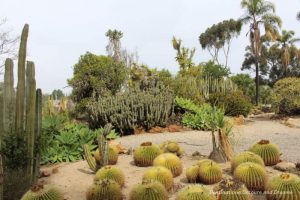 ld Cactus Garden in Balboa Park