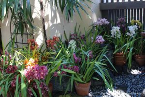 Orchids inside the Balboa Park Botanical Building
