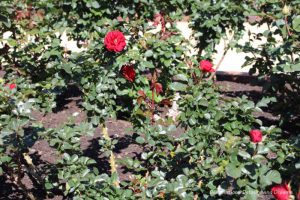 Red roses in bloom at Balboa Park