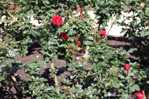 Red roses in bloom at Balboa Park