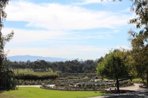 Rose garden overlooking canyon in Balboa Park