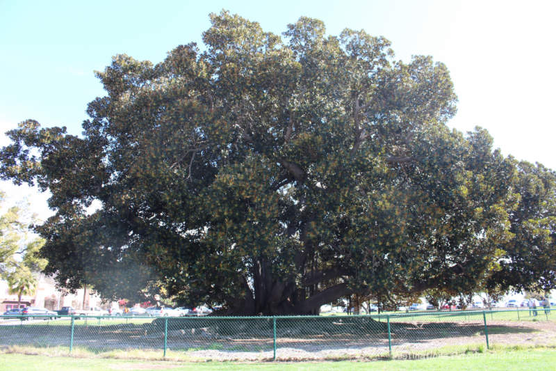 Moreton Bay fig tree in Balboa Park