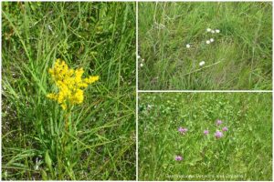 early August native plants bloomers at Living Prairie Museum in Winnipeg