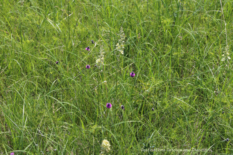 Flowers blooming in tall grass at Living Prairie Museum