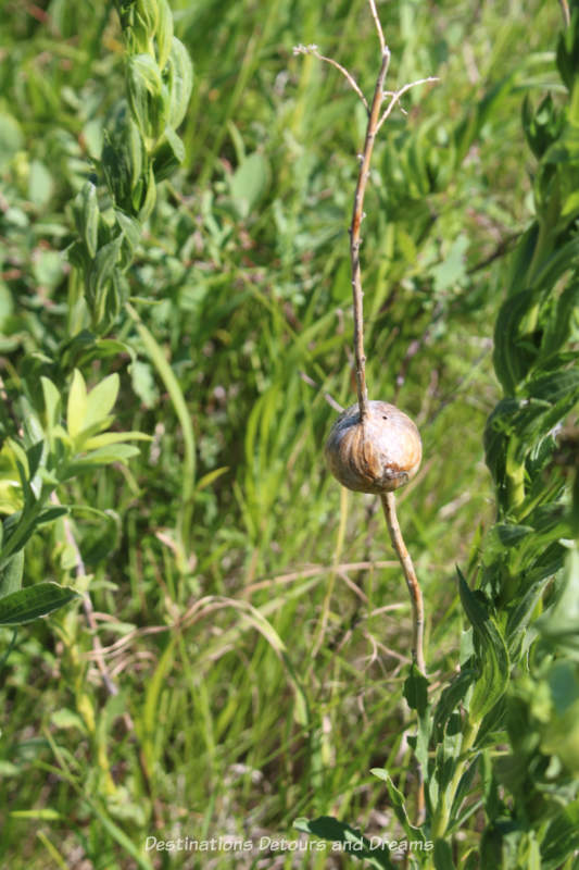 Goldenrod "gall" 