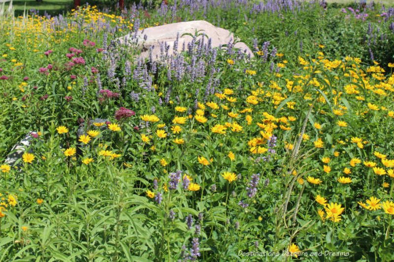 A flower bed of native plants at the entrance to the parking lot of Living Prairie Museum