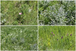 Early July native plants blooming at Living Prairie Museum in Winnipeg