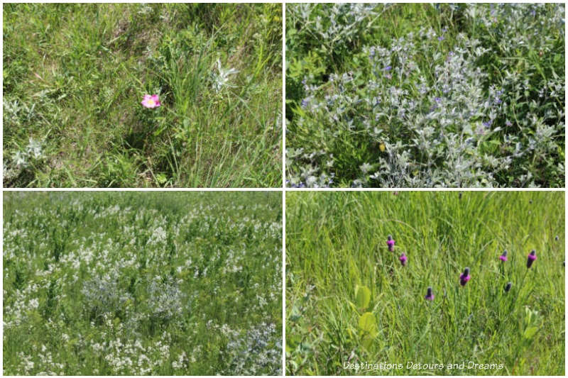 Early July native plants blooming at Living Prairie Museum in Winnipeg