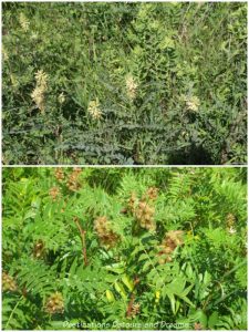 Wild licorice plants in early July and early August at Living Prairie Museum
