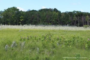 Field of tall grass at Living Prairie Museum in Winnipeg, Manitoba, Canada