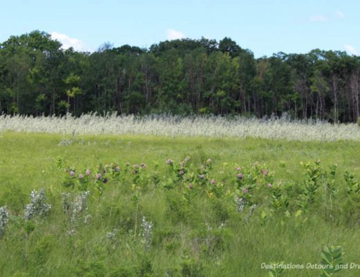 Field of tall grass at Living Prairie Museum in Winnipeg, Manitoba, Canada