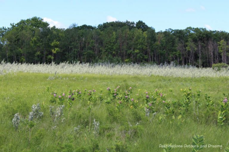 Tall Grass Prairie Preserve at Living Prairie Museum in Winnipeg, Canada