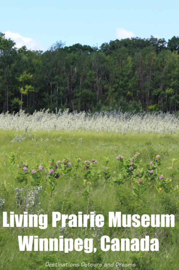 Exploring the endangered tall grass prairie ecosystem at the Living Prairie Museum in Winnipeg, Manitoba, Canada #prairie #Winnipeg #Manitoba #Canada #nativeplants