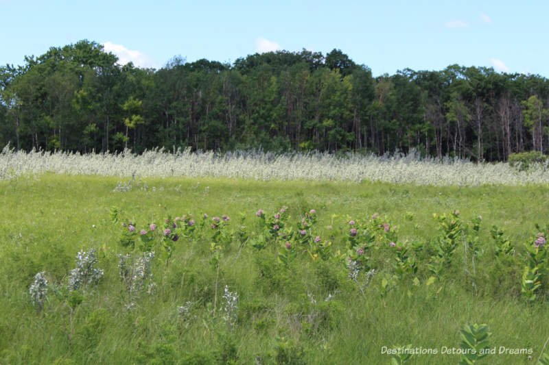 Field of tall grass at Living Prairie Museum in Winnipeg, Manitoba, Canada