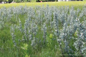 Silver plants growing in Living Prairie Museum's tall grass prairie preserve in Winnipeg, Manitoba