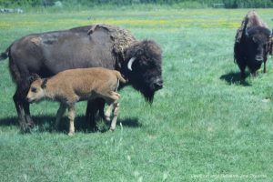 Bison and calf at FortWhyte Alive
