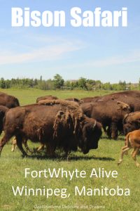 Bison safari at FortWhyte Alive in Winnipeg,Manitoba, Canada #Winnipeg #Manitoba #Canada #safari #bison