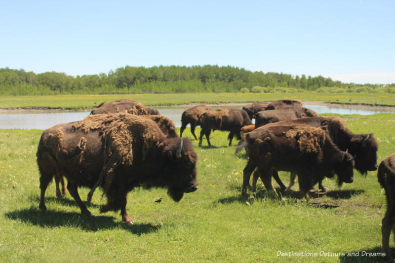 Bison shedding winter fur