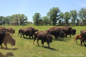 Bison moving at the bison safari at FortWhyte Alive