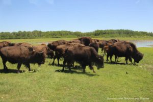 Bison on the move at FortWhyte Alive