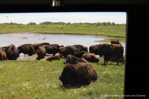 Bison gatherd near pond at FortWhyte Alive in Winnipeg Manitoba