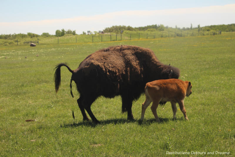 Bison and calf at FortWhyte Alive