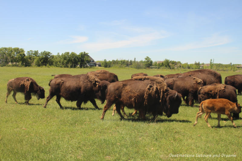 Bison Safari at FortWhyte Alive in Winnipeg, Manitoba