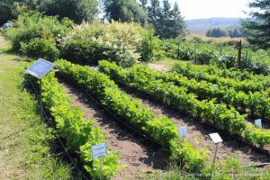 Vegetable plots at the Georgeson Botanical Garden in Fairbanks, Alaska