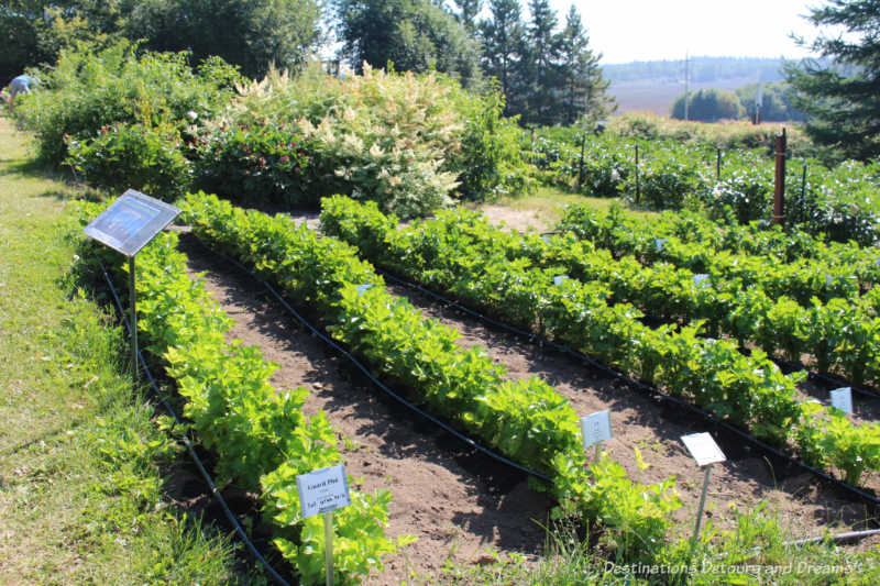 Georgeson Botanical Garden vegetables Vegetable plots at the Georgeson Botanical Garden in Fairbanks, Alaska