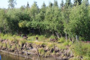 Caribou herd along the Chena River in Alaska