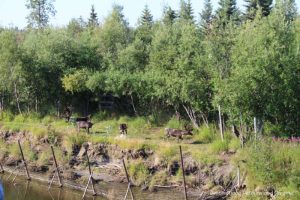 Caribou herd along the Chena River in Alaska