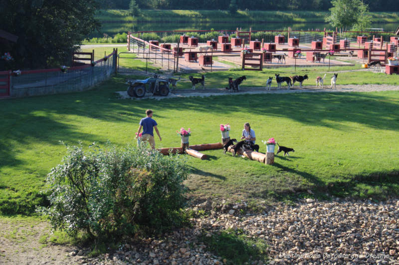 Puppy training at Trail Breaker Kennel in Fairbanks, Alaska