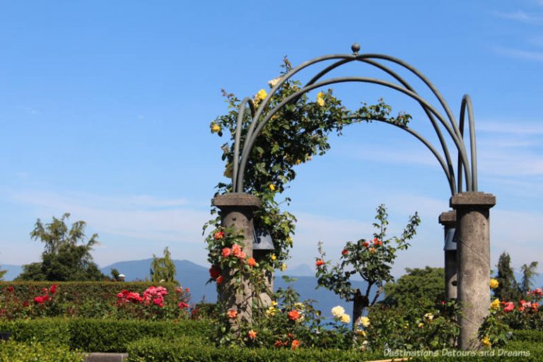 Roses at a Vancouver University Campus