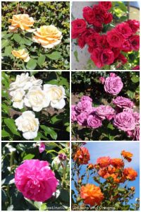 A collage of different coloured roses in the University of British Columbia Rose Garden