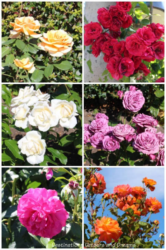 A collage of different coloured roses in the University of British Columbia Rose Garden