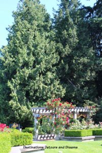 Roses against a backdrop of tall evergreens at the UBC Rose Gardenin Vancouver, British Columbia