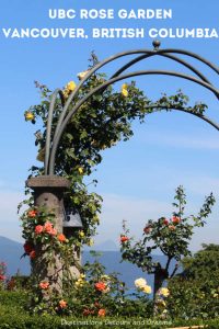 The rose garden at the University of British Columbia campus in Vancouver, Canada not only contains beautiful roses, it offers panoramic views of the sea and mountains. #Canada #Vancouver #BritishColumbia #gardens #roses