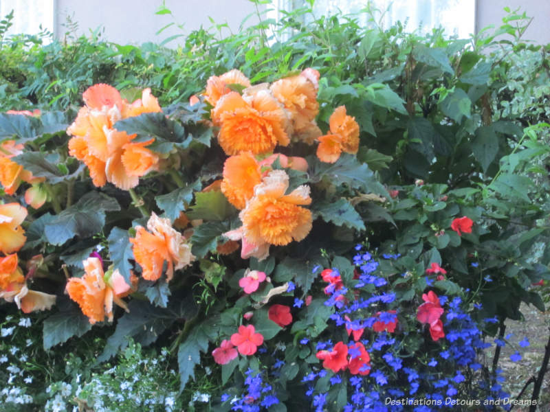 Bear Lodge: patio blooms Large begonia blooms
