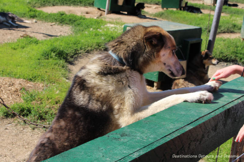 Dog at Chena Hot Springs Kennel, Alaska