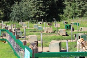 Dogs at Chena Hot Springs Resort Kennel, Alaska