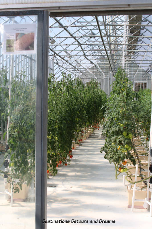 Tomatoes growing in Chena Hot Springs Resort greenhouse