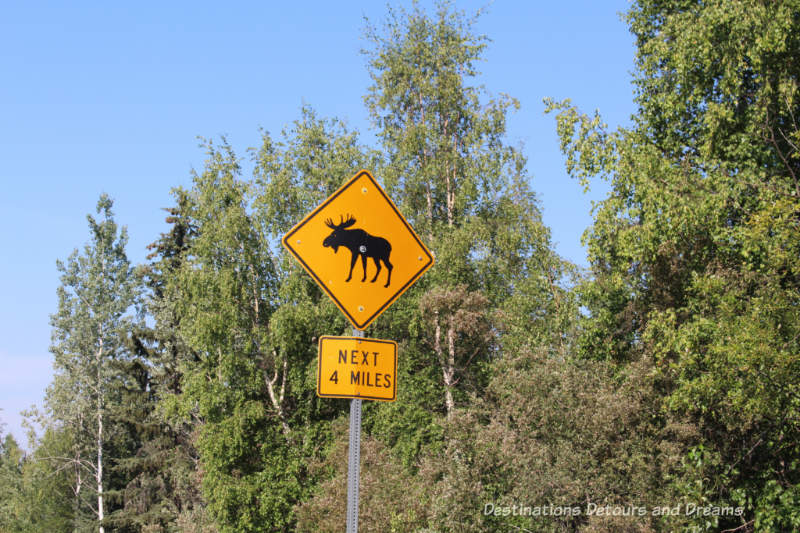 Watch for moose sign along Cheena Hot Springs Road, Alaska