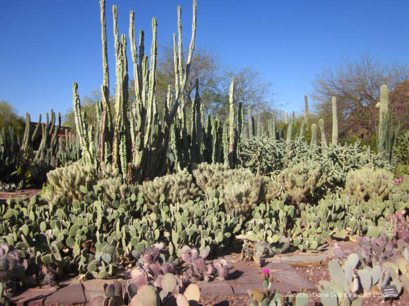 Cacti in the Desert Botanical Garden in Phoenix, Arizona