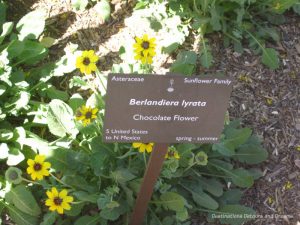 Chocolate flower at Desert Botanical Garden