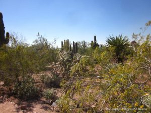 Desert landscape at Phoenix Desert Botanical Garden