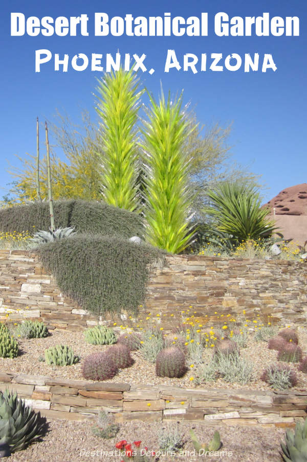 The Desert Botanical Garden in Phoenix, Arizona  “helps you to enjoy the beauty of the desert and care about it” #Arizona #Phoenix #garden #cacti 