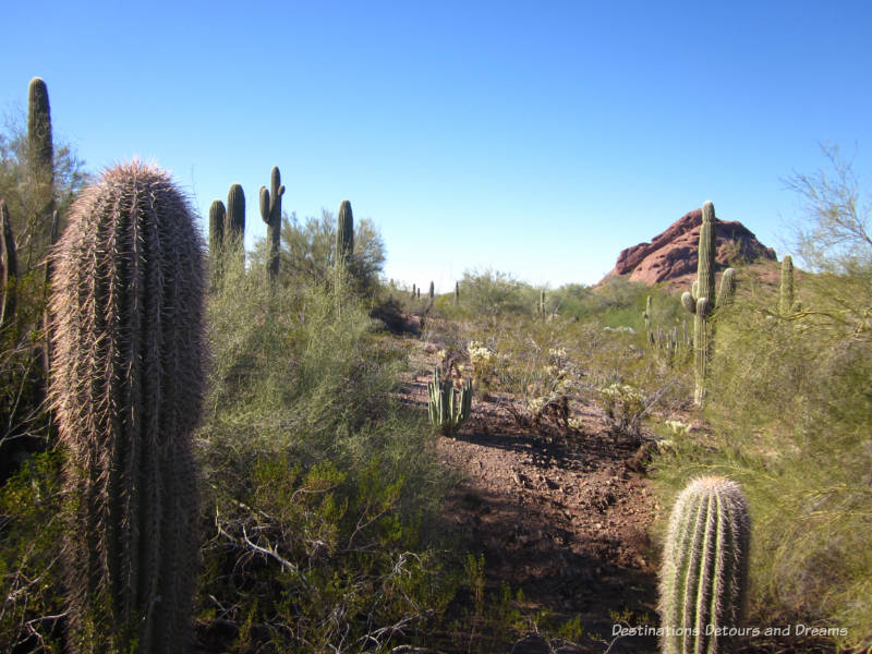 Saguaros and other cacti at Phoenix Desert Botanical Garden