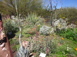 Wildflowers at Phoenix Desert Botanical Garden