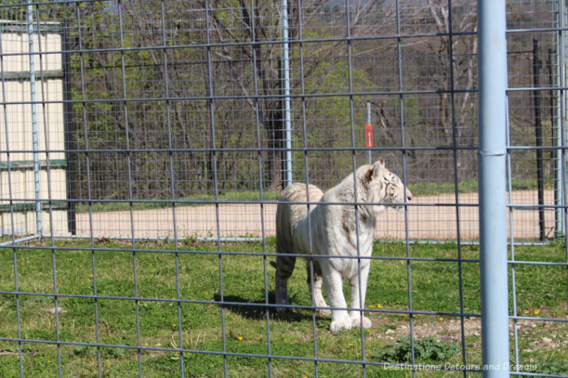 White tiger at Turpentine Creek Wildlife Refuge in Eureka Springs, Arkansas